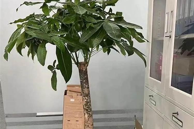 发财树施肥过量表现,水培发财树怎么施肥