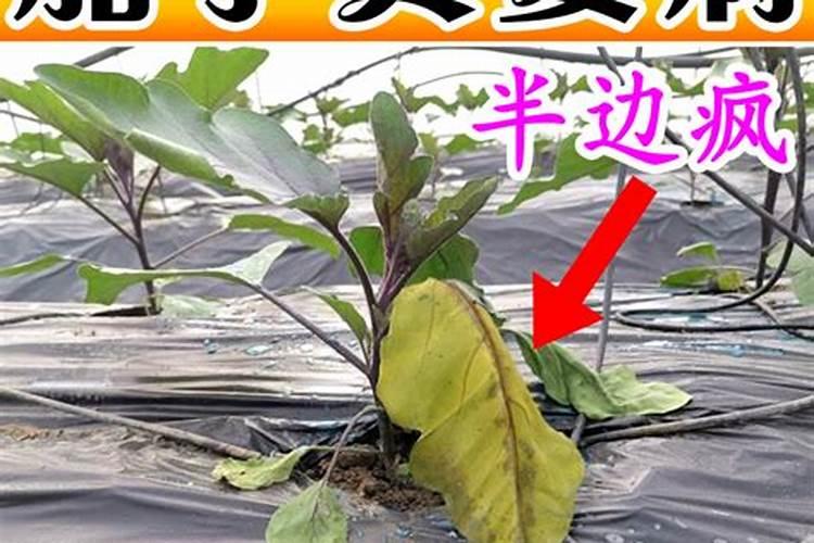 高钾肥怎样使用方法？