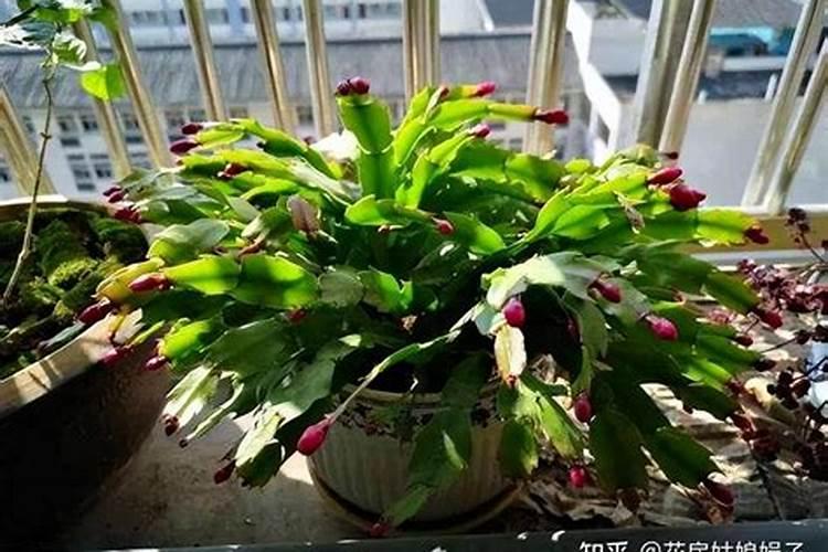 蟹爪兰怎么修剪 ,把握5个最佳时间,才能叶片肥厚,开花爆盆