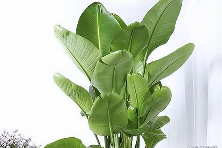 天堂鸟开花怎么养护