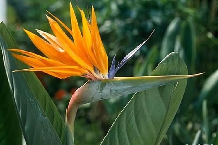 天堂鸟用什么肥料好