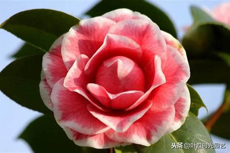 茶花施什么肥最好,什么时候施肥