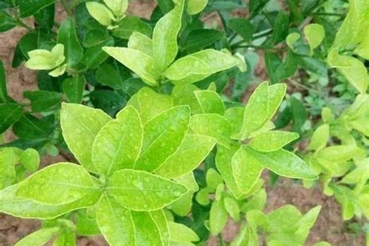 沙糖桔叶卷是什么问题