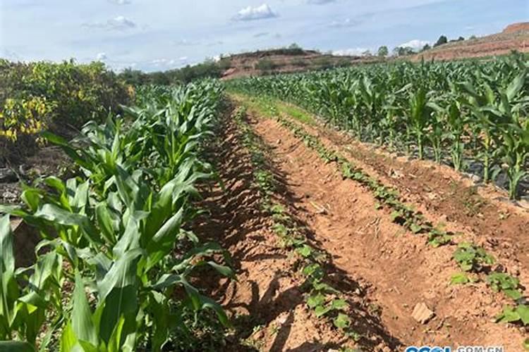 种植红薯的技巧