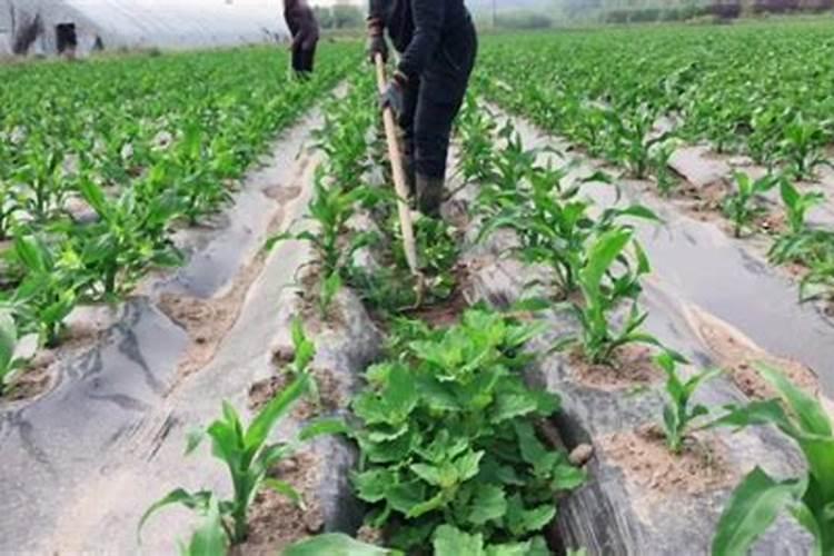 玉米专用肥哪个品牌好