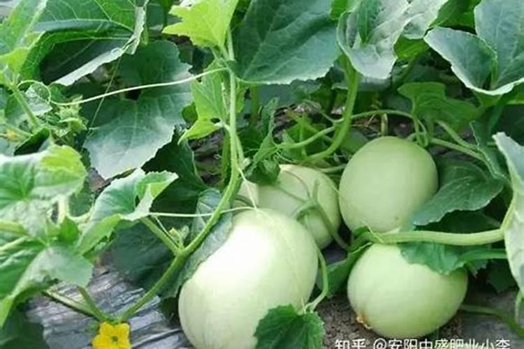 榛子树喷叶面肥的正确方法