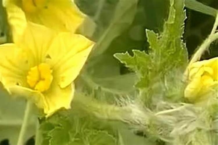 西瓜挂果后施什么肥,挂果后怎么浇水