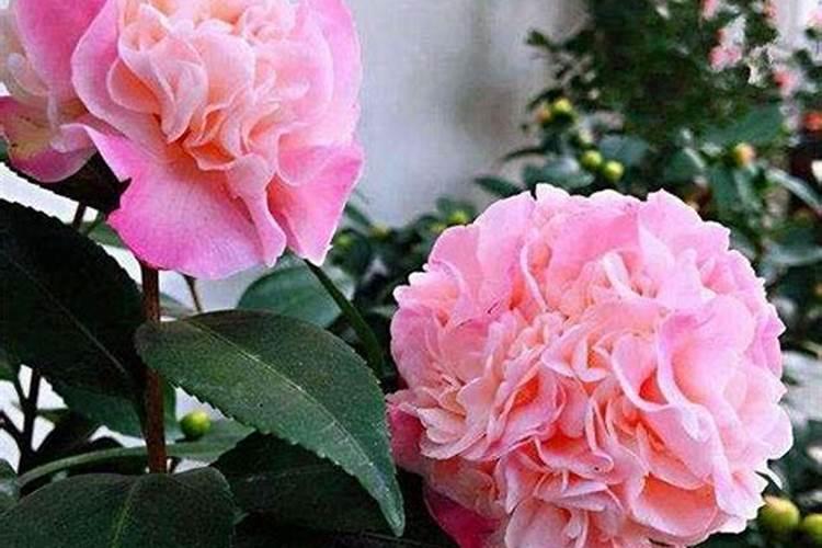 茶花开花过后施什么肥