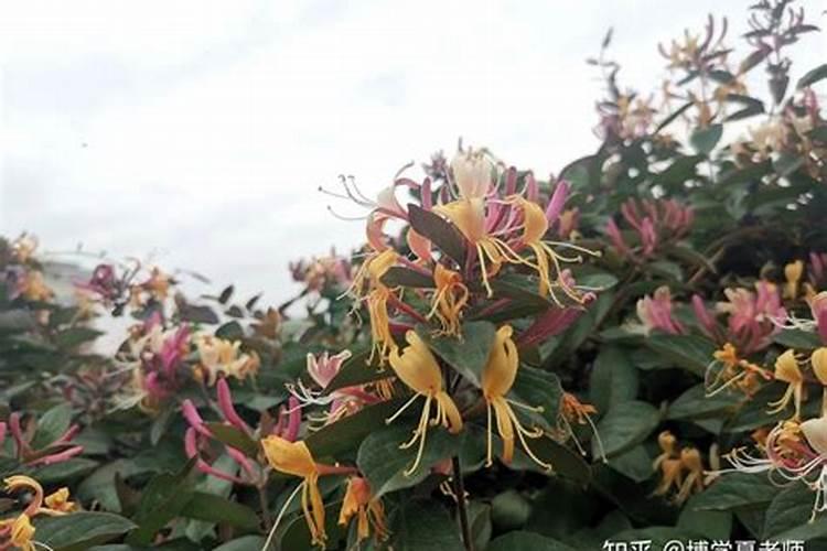 金银花怎么才能开花