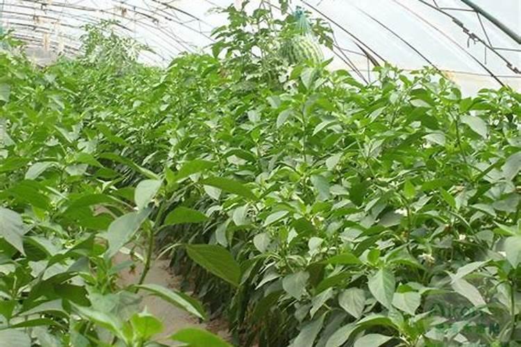 辣椒用什么肥料最好