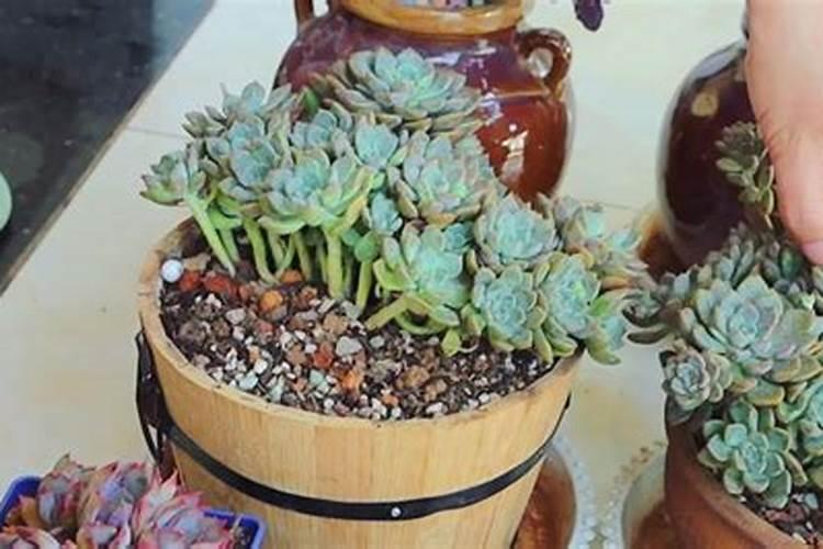 颗粒控释肥适合多肉吗？