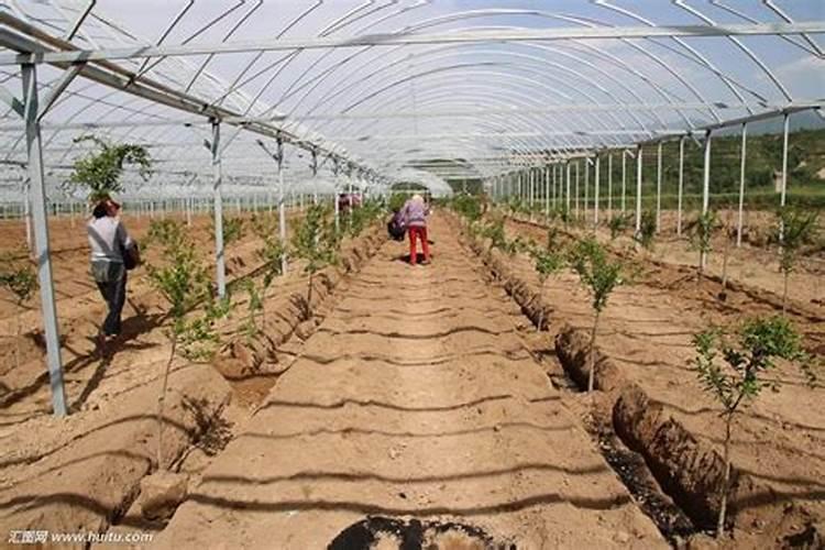 果树促花用什么叶面肥好？