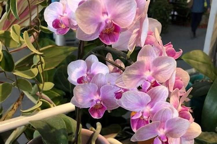 蝴蝶兰开完花后怎么管理？需要施肥