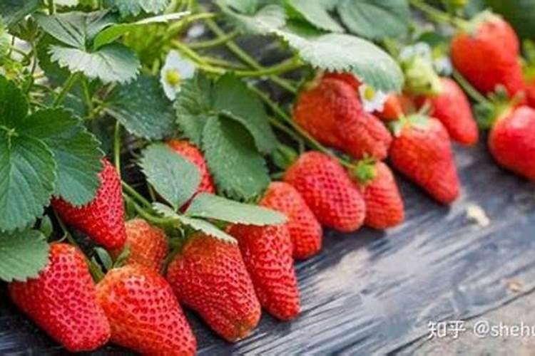 草莓什么时候施肥 草莓的施肥时间