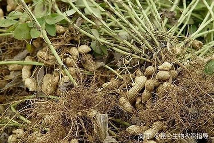 花生用什么叶面肥好 附种植方法