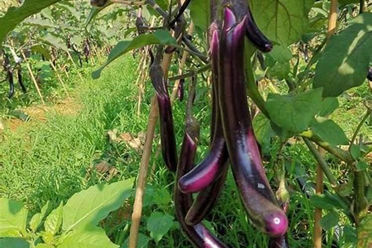 老师帮我看看茄子苗