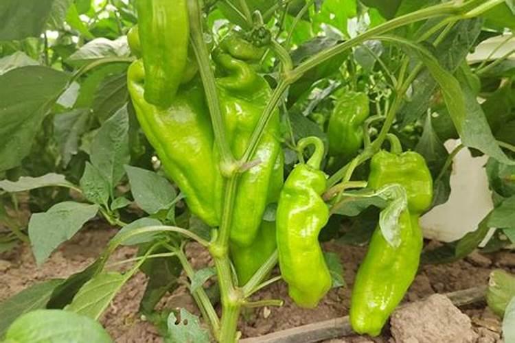 辣椒使用什么肥料最好