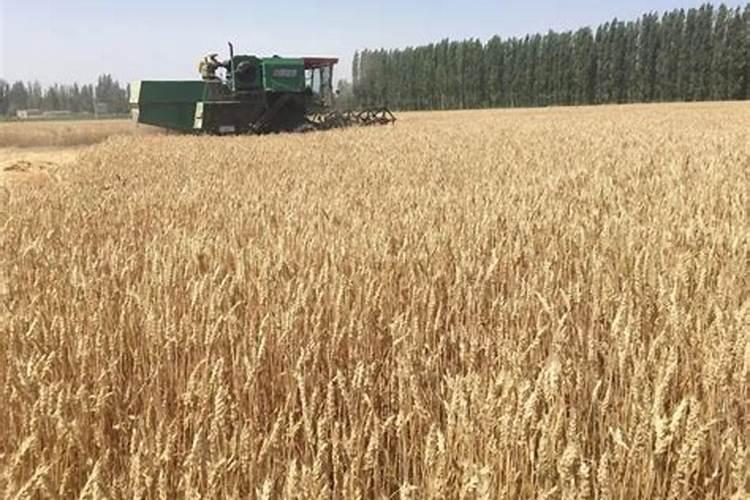 富硒小麦怎么种植