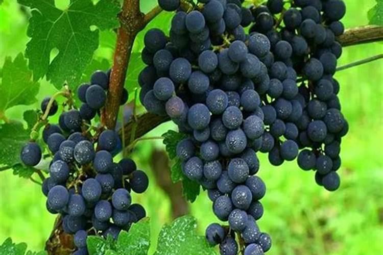 当年栽的葡萄苗后期能否施氮肥