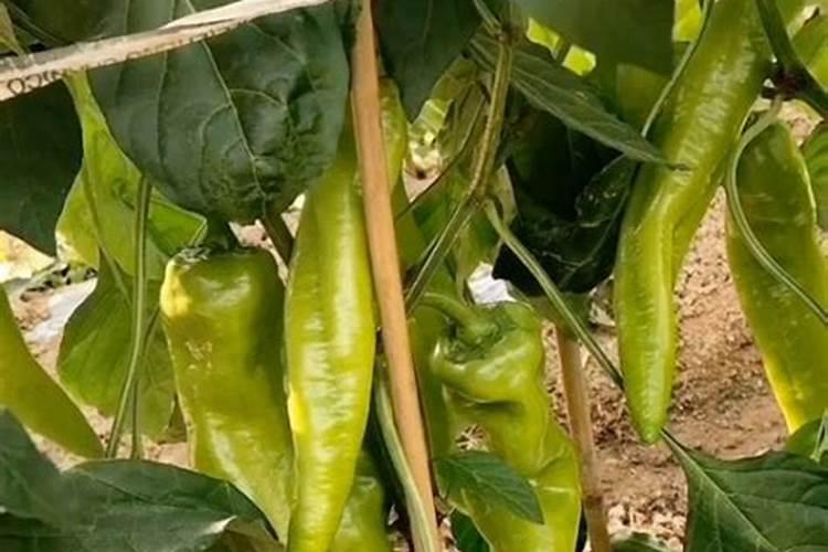 老柚子树七月施二胺肥可以吗