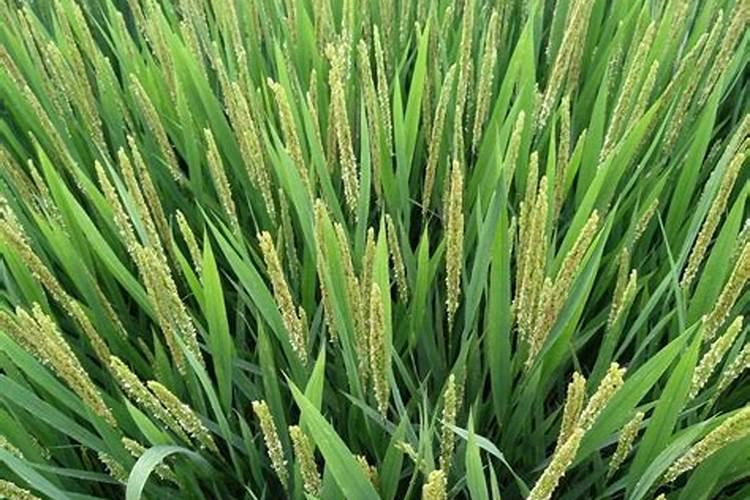 水稻扬花能喷叶面肥吗,怎么样？