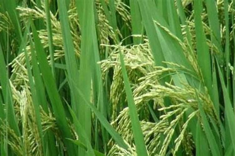 水稻抽穗扬花期管理 怎么养殖比较好