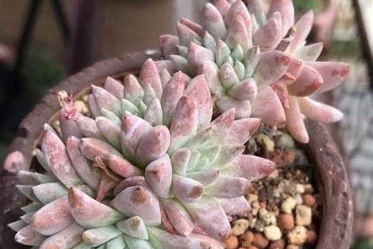 让多肉叶片肥厚施什么肥？