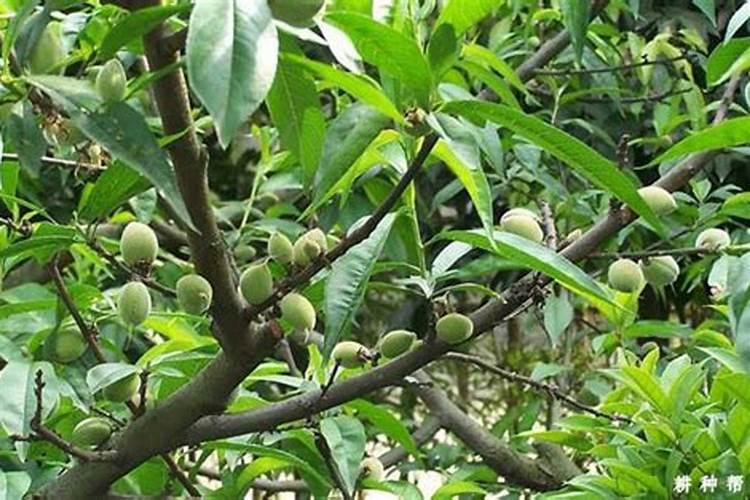 种菜用什么肥料好