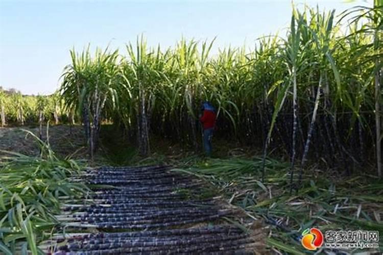 如果要使甘蔗丰收,应该多施什么肥