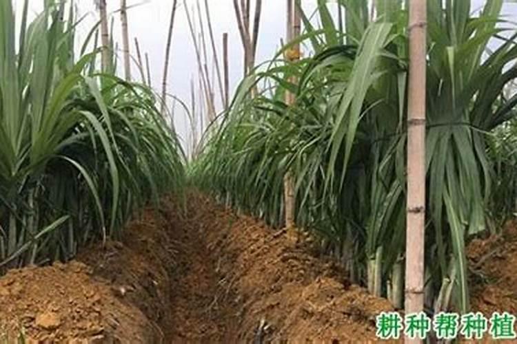 甘蔗要变甜该施什么肥？