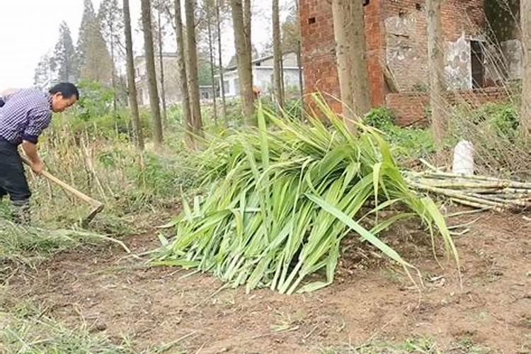 植物生长需要无机盐.要使甘蔗高产,应该多施含的无机盐