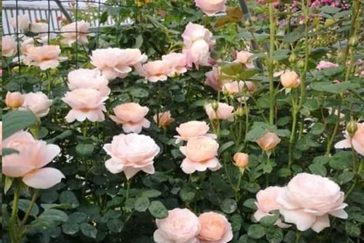 花盆栽土壤里生了钉螺怎么办？