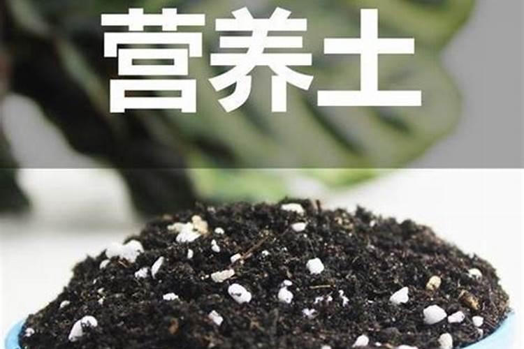 家里用什么可以做花肥 花肥怎么施效果好