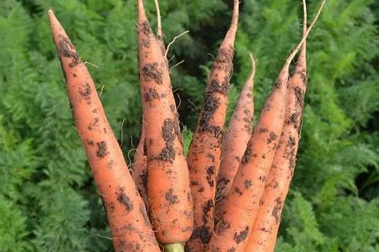 胡萝卜什么时间施肥