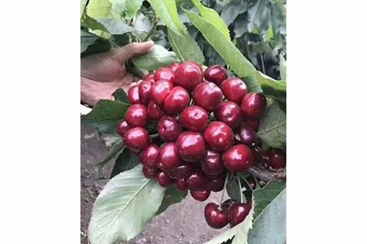 什么样的土质适合种大樱桃