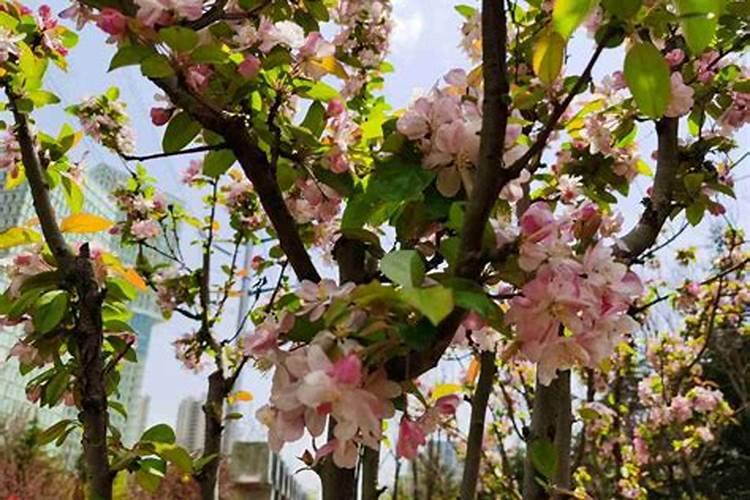 海棠树怎么种植方法 春秋3～5天浇水一次