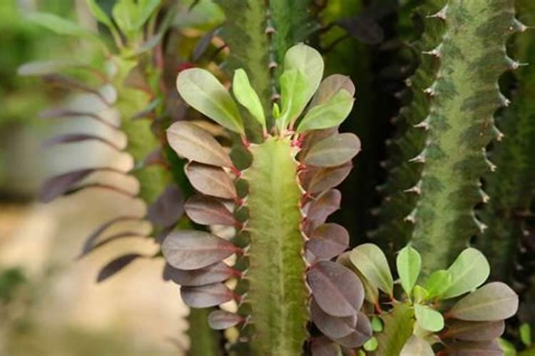 1kg硫酸=？升硫酸