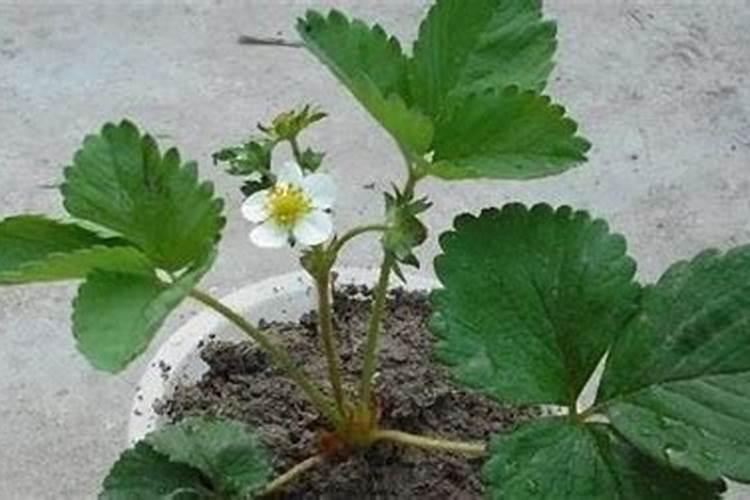 草莓要施什么肥料