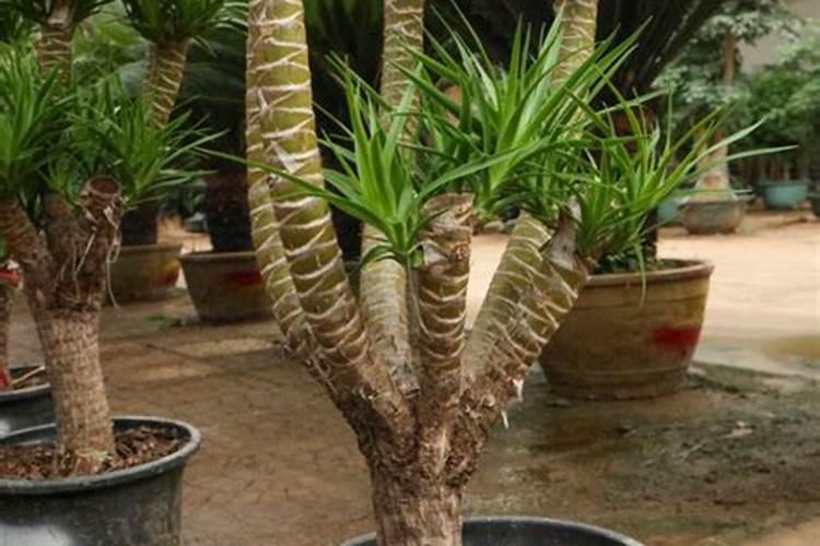 芸苔素能解药害吗