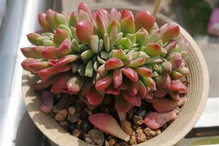 亲土1号16.5.26肥料多少钱？