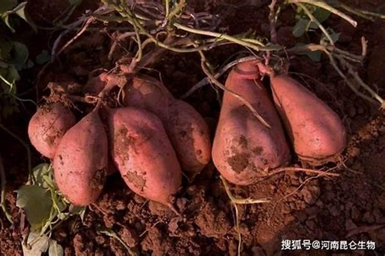 地瓜施什么肥最好