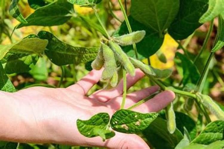 有机氮肥和无机氮肥的区别