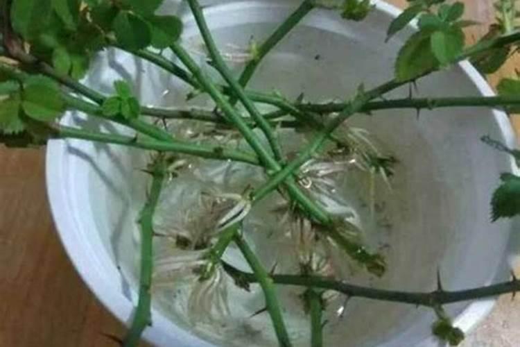 盆栽花卉长的不好用阿匹林好,还是生根粉好？