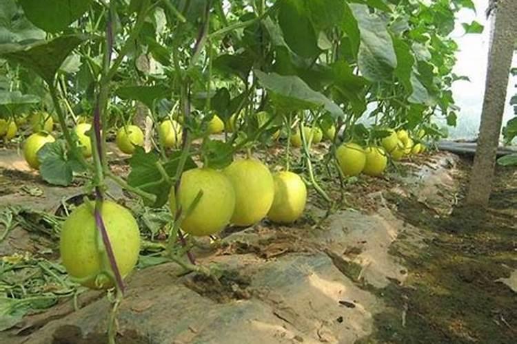 甜瓜如何施底肥