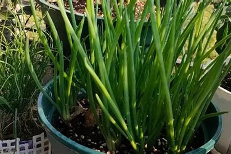 小葱用什么肥料最好