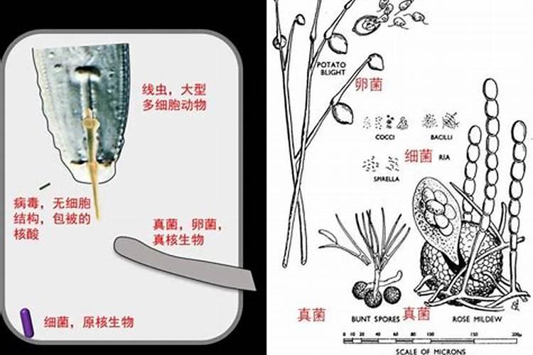 果树膨果肥要高钾吗