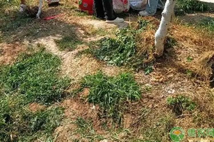 花冬天用施肥吗？什么时候给花施肥比较好