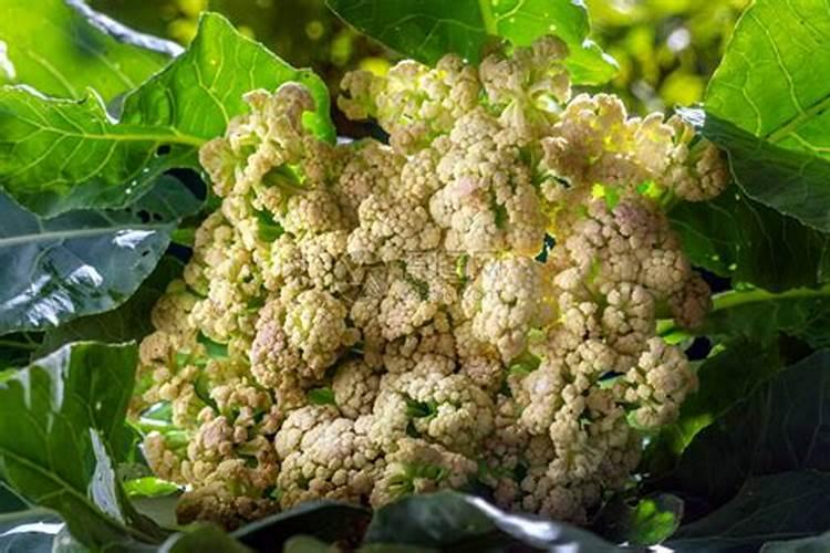 在农村种植白花菜,要注意什么？有哪些技术要点？