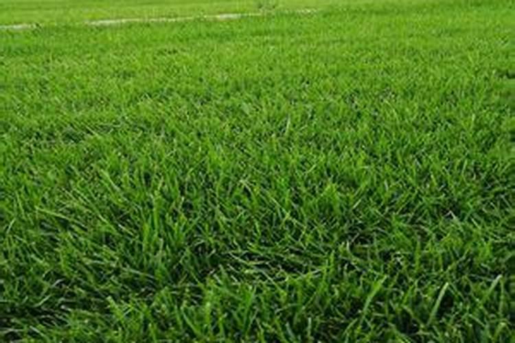 草坪专用肥哪种好？