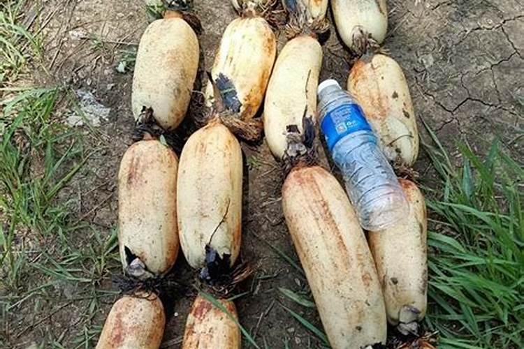 种莲藕用什么肥料好